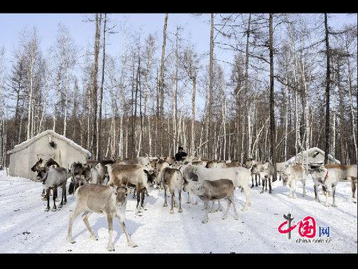 “鄂溫克”是民族自稱，意為“住在大山林中的人們”，人口少而分布廣。走進(jìn)大森林的這部分鄂溫克人被稱為“雅庫特”，或者使鹿鄂溫克。這是目前世界上唯一一個(gè)使用馴鹿的民族，代表著一種獨(dú)特的文化現(xiàn)象——馴鹿文化（又稱狩獵文化）。天高攝影