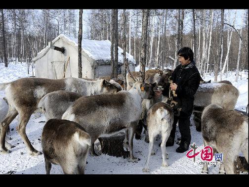 考騰寶正在給馴鹿喂喂鹽，這樣馴鹿才更聽話。天高攝影