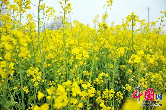 油菜花在我國栽培較廣，以長江流域和以南各地為最多。湖北省是油菜花產(chǎn)地之一。李剛攝