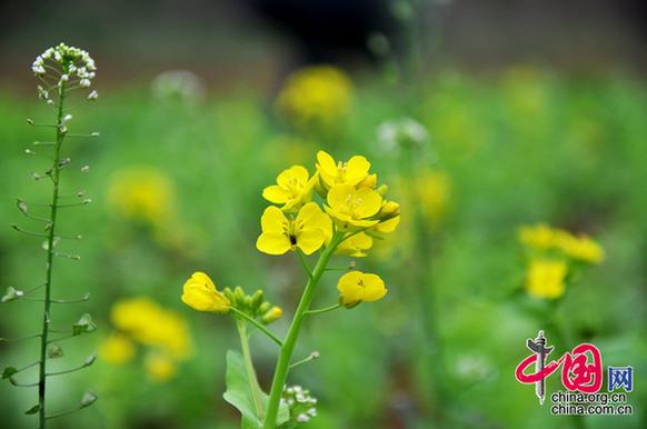 油菜花在我國栽培較廣，以長江流域和以南各地為最多。湖北省是油菜花產(chǎn)地之一。李剛攝