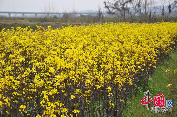 菜薹是湖北的特產(chǎn)，與油菜花同屬十字花科，但色彩較油菜花艷麗。李剛攝