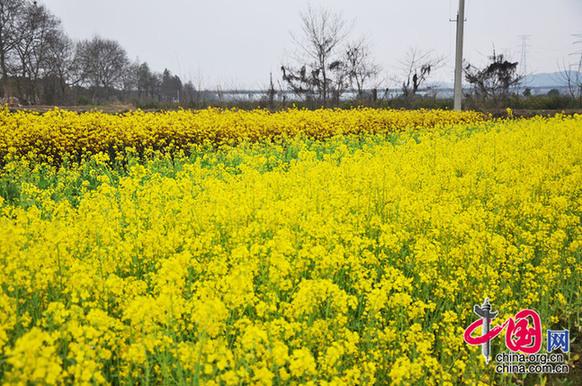 油菜花與菜薹競相開放。李剛攝
