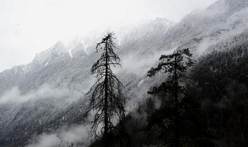 資料圖片：海拔4500米左右的林芝地區(qū)色吉拉山雪松風(fēng)光（2010年3月6日攝）。 新華社記者 普布扎西 攝