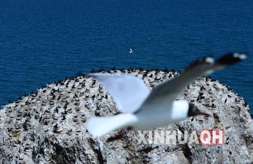 一只棕頭鷗在青海湖鸕鶿島前飛過。新華社　張宏祥　攝