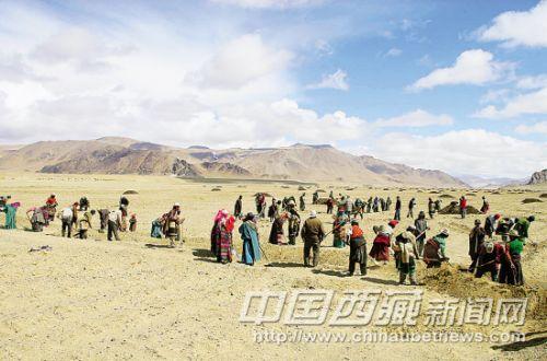 措勤縣人民的勞動場面。