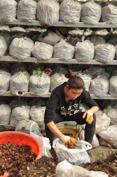 3.工人將加了蜜環(huán)菌天麻種裝袋。攝影：記者 王川。