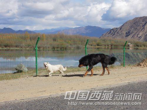 小狗將我引向景區(qū)入口處。