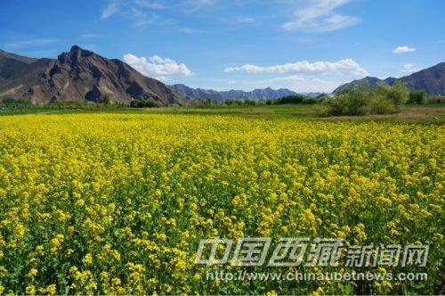 曲水縣才納鄉(xiāng)風(fēng)光。彭月圓 攝