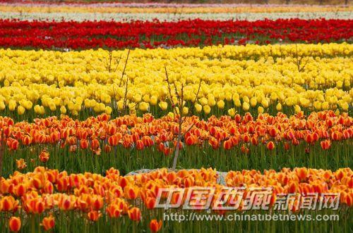 曲水境內(nèi)風(fēng)光。彭月圓 攝