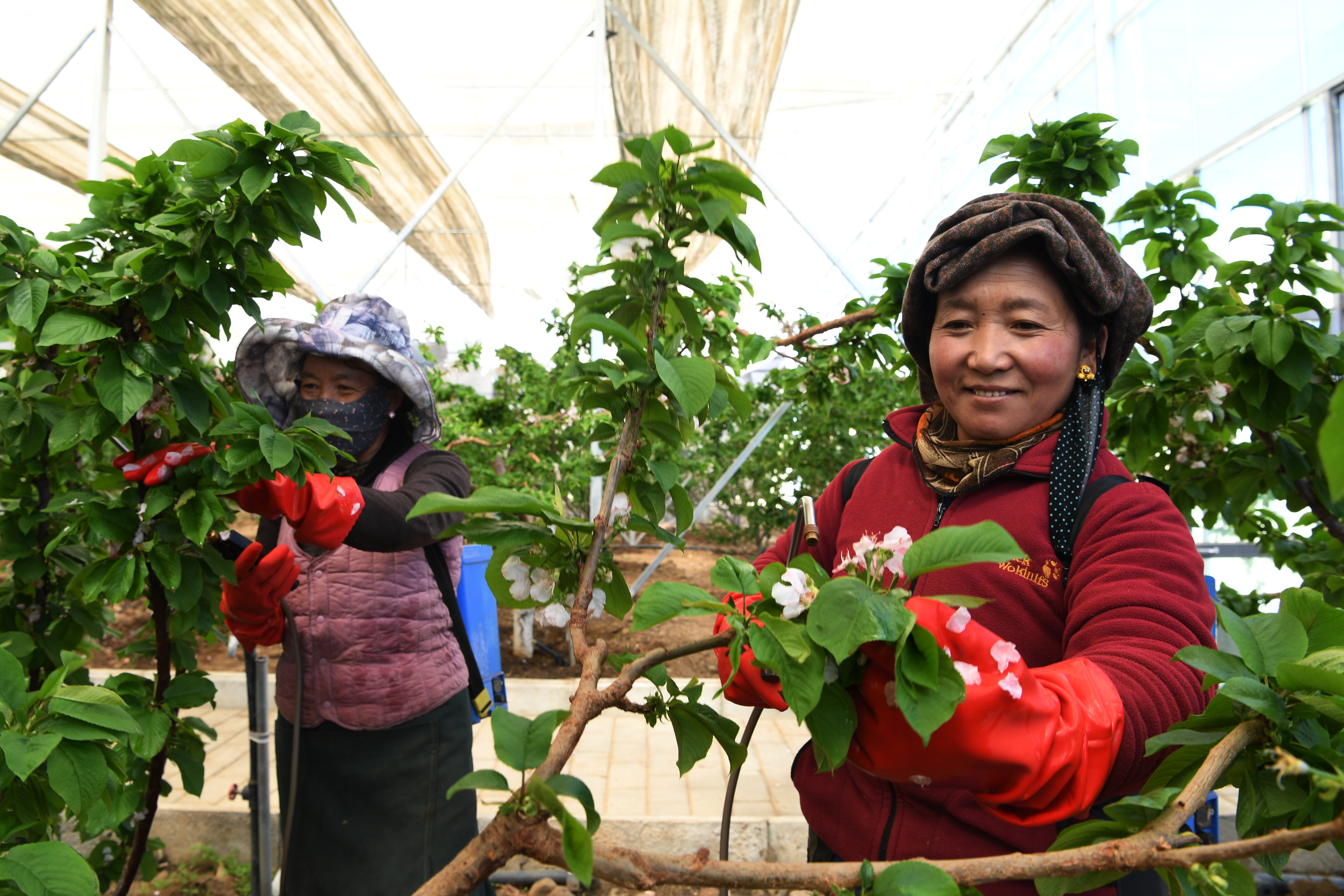小櫻桃“點花”成金(13192391)-20250516090219.jpg