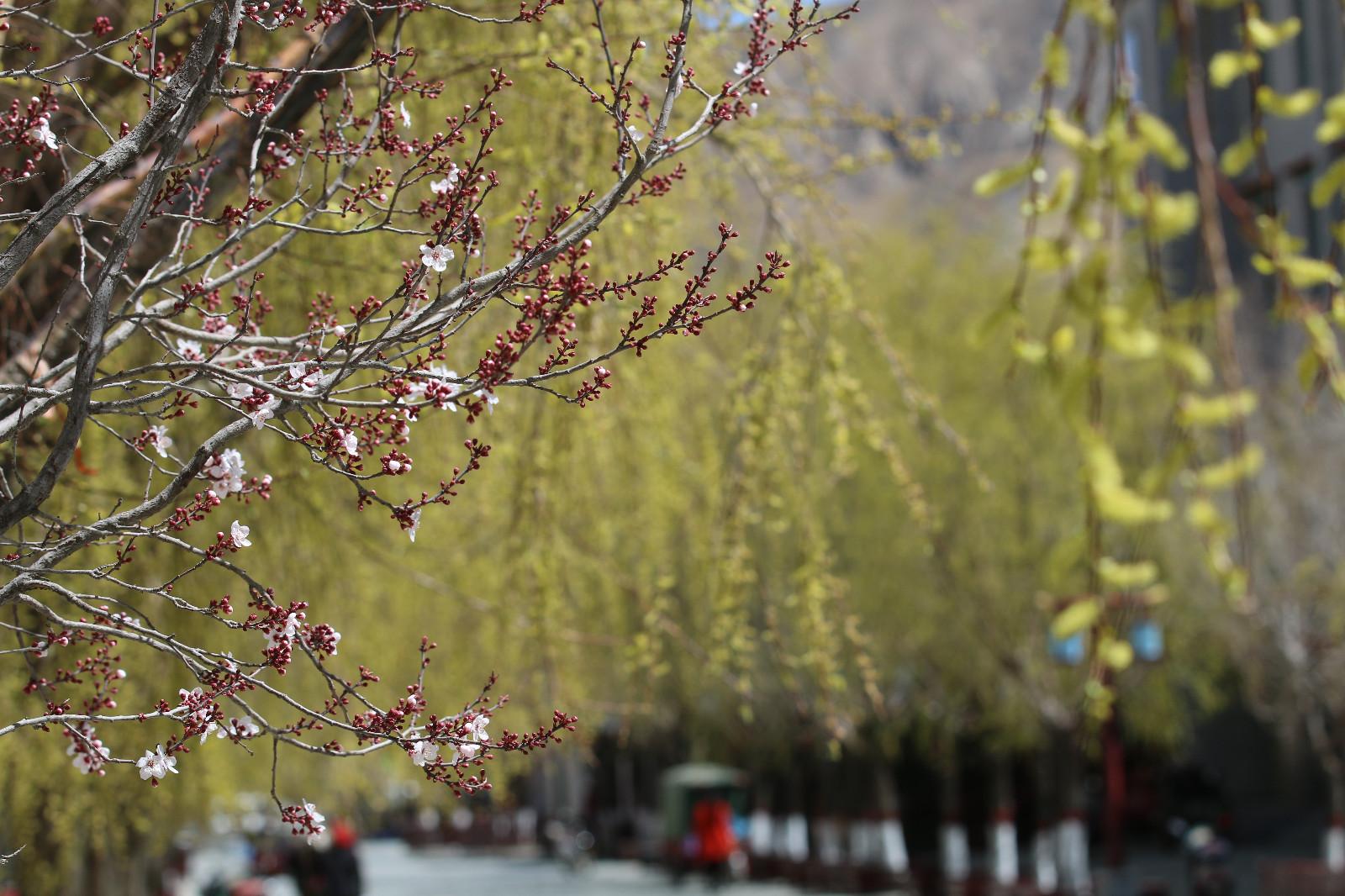 圖為：春意盎然的瓊結(jié)旅游步行街。.JPG